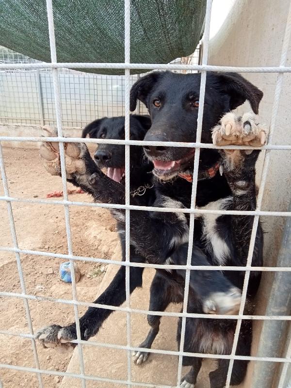 Dilan, Mix Spinone/Pastore Belga Di 1 Anno